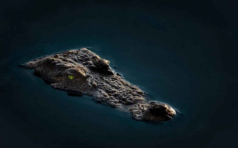 Kidnappings Lions-Crocodiles - TorchStone Global